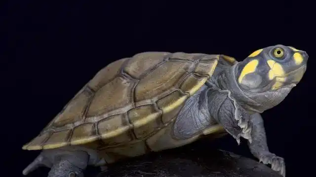 黄头侧颈龟能长多大?黄头侧颈龟需要晒背吗