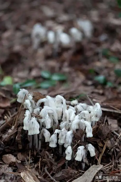 水晶兰多少钱一株(水晶兰值钱吗?)-生活常识-江湖救急网