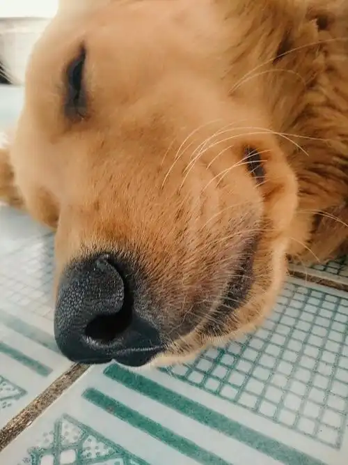 狗狗脚底有点像倒刺一样的小刺 我怕是犬瘟热 求大神帮忙看下已经一岁