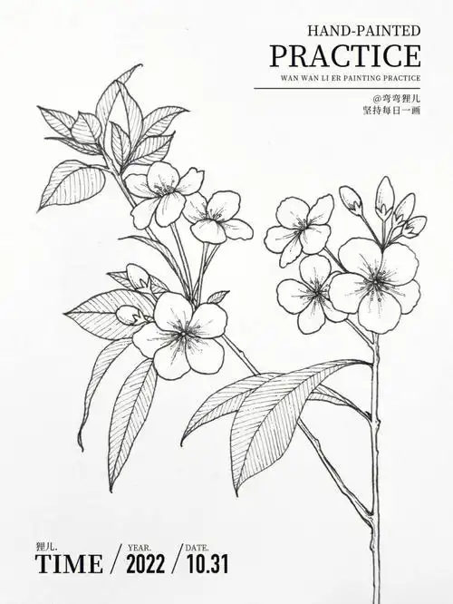 day50笔控练习小海棠