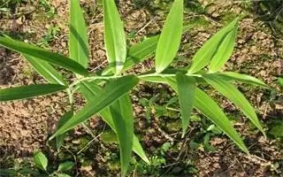 优秀,黄精好项目无限