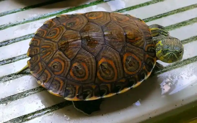 【甜甜圈龟】晒晒背 听听歌