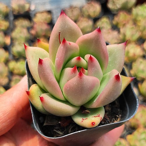 红颜蜜语多肉植物超萌花卉盆栽爆款促销满包邮多肉植物