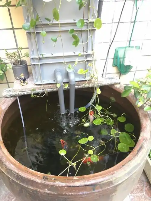 老水缸养鱼