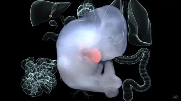 科学家首次成功培育出人猪嵌合体胚胎,并在猪体内发育了3到4周.