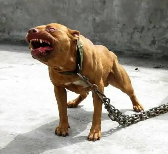 8岁男童被恶犬咬死,55万赔偿已和解?只是赔偿的问题吗?