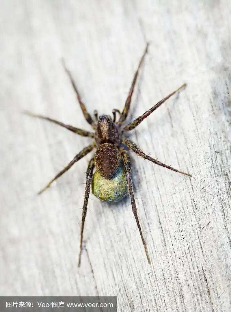 棕色蜘蛛-狼蛛科