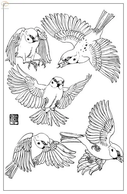 工笔白描——鸟 b