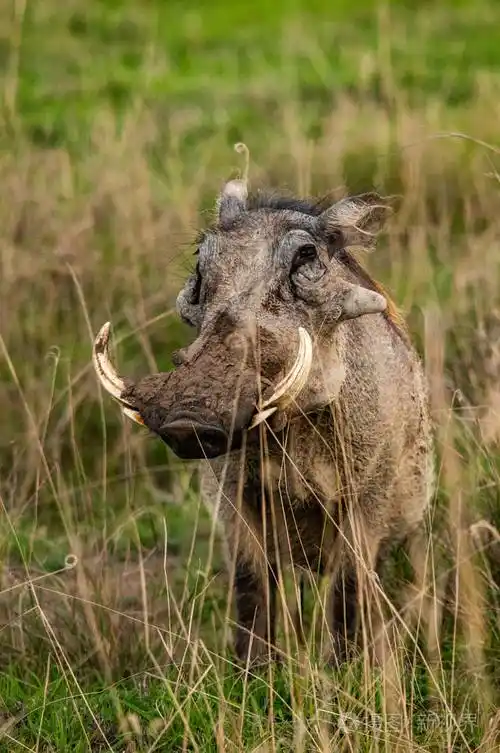 野猪phacochoerusafricanus国家储备肯尼亚非洲