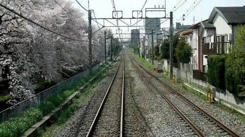 东京·武藏关 满开的樱花与西武新宿线交织的美景! 照片 - 1/19