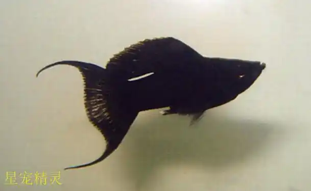 在雌鱼面前舞姿卓绝,付出全力变现自己的黑玛丽鱼