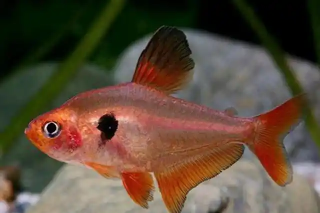 1,红尾猫鱼,别名叫做红尾鲶;2,神仙鱼,别名叫做燕鱼,天使等,原产于