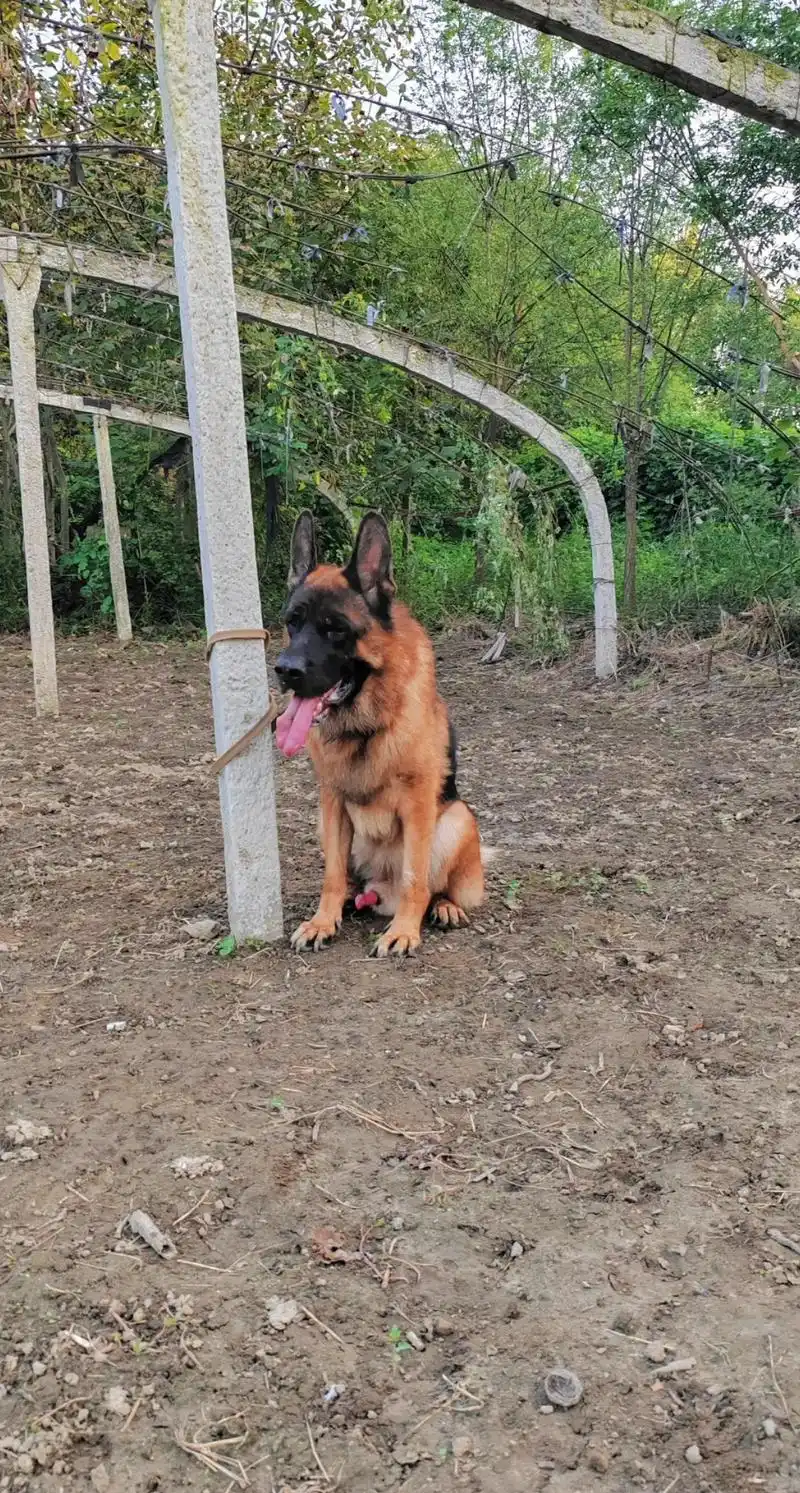 德牧公犬二锤出售,兴奋度嘎嘎,配狗保一切,尾巴有缺陷是断尾, - 抖音