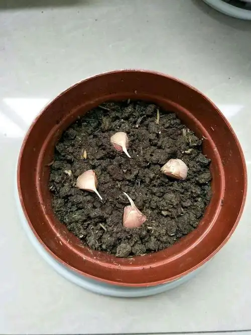 一起找了个花盆,在地里铲了些泥土,帮大蒜种在了花盆里