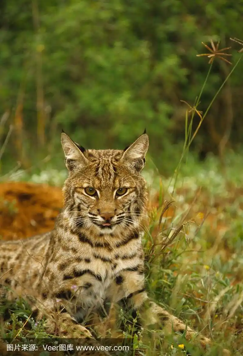 美洲山猫,自然,斑点,垂直画幅,野生动物