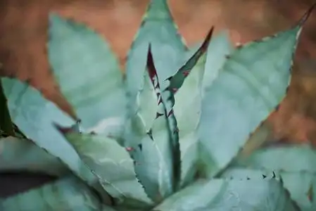 宁静植物园图片