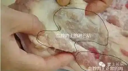 血脖肉是什么肉?
