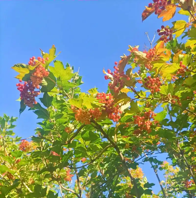 鸡树条荚蒾 红艳洁白鸡树条, 果形精美似樱桃.  - 抖音