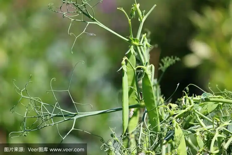 在蔬菜园里种植豌豆荚,豌豆植株