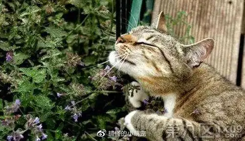 猫吸薄荷犹如"瘾君子",这会上瘾么?