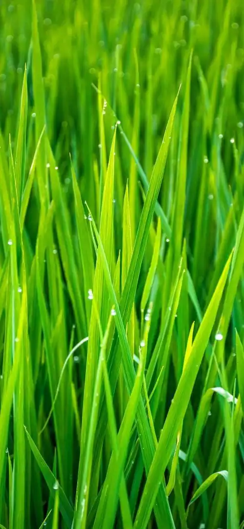 高清壁纸:夏日炎炎,降温壁纸