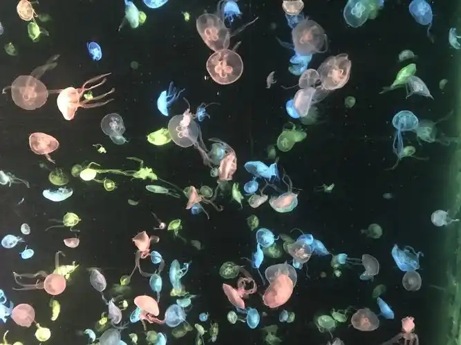 看!这些海姆真漂亮.