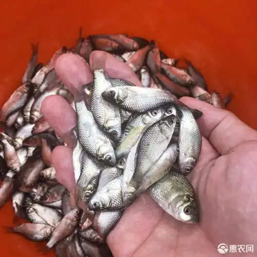 中科五号鲫鱼苗,生长速度快 基地直供 价格优惠 欢迎订购