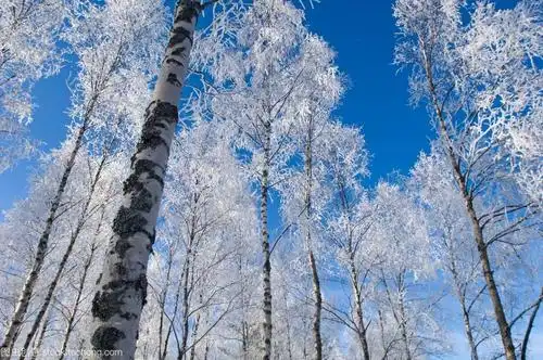 吴佳欣阅读鉴赏《白桦》美篇
