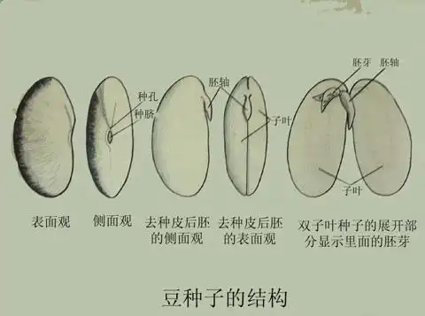 豆种子的结构