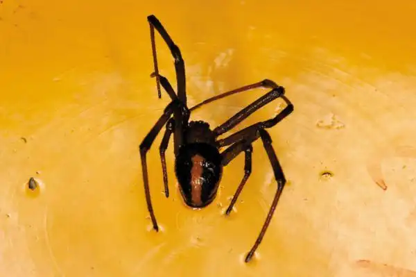 蜘蛛,世界上目前发现的共有35,000多种,其中中国大陆有约2,000种,台湾