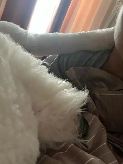 狗狗日常  #可爱表情包