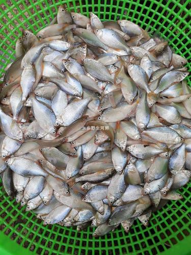 小鱼天然鳑鲏鱼小杂鱼新鲜活体体现真空火培淡水鱼类