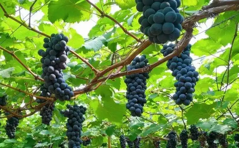 为什么家里忌讳种葡萄(为什么家里忌讳种葡萄树)