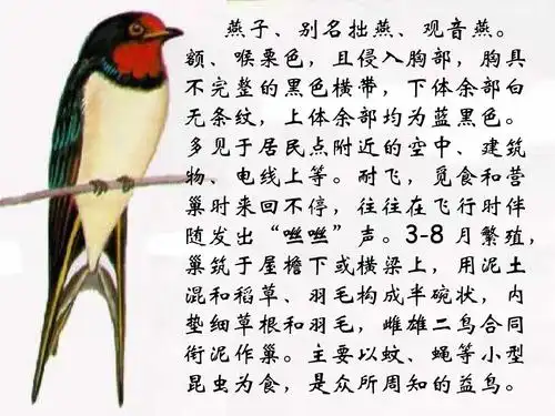 人教部编版小学三年级语文下册燕子专列课件ppt