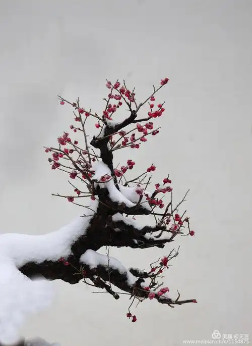 寒梅傲雪喜迎春