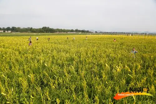 20多名村民一字排开采摘黄花菜.种植园区里成熟的黄花菜.