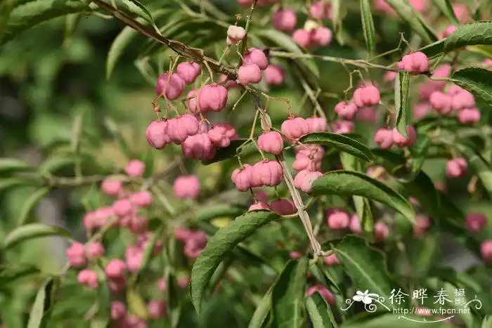 栓翅卫矛euonymus phellomanus