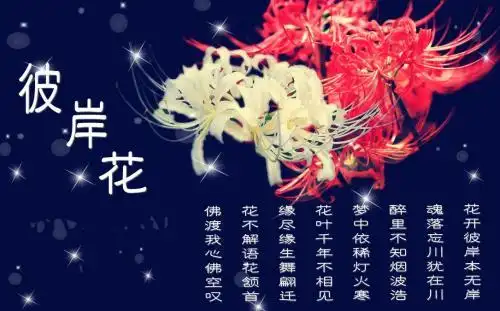 蓝色彼岸花的花语和象征(蓝色彼岸花的花语和象征是什么)