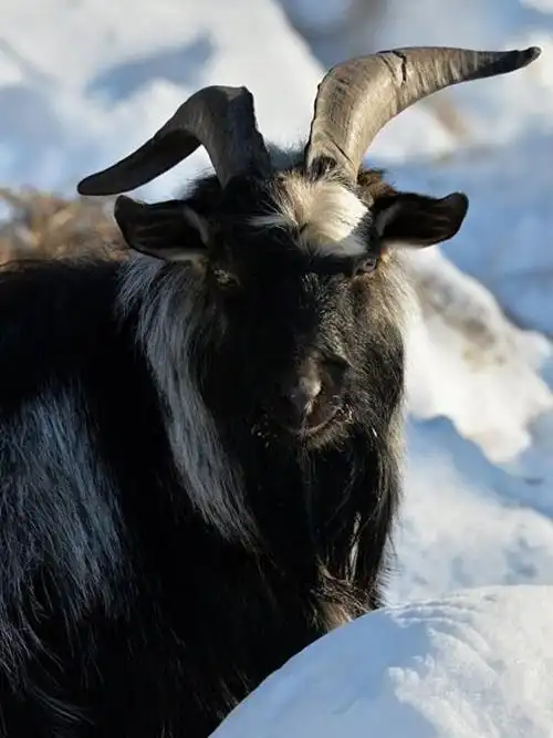 天敌成兄弟 俄动物园虎羊"闹分家"