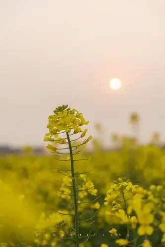 阳光下,油菜花是奔放的,灿烂的. 微风吹过,涌起一股又一股金色的波浪.