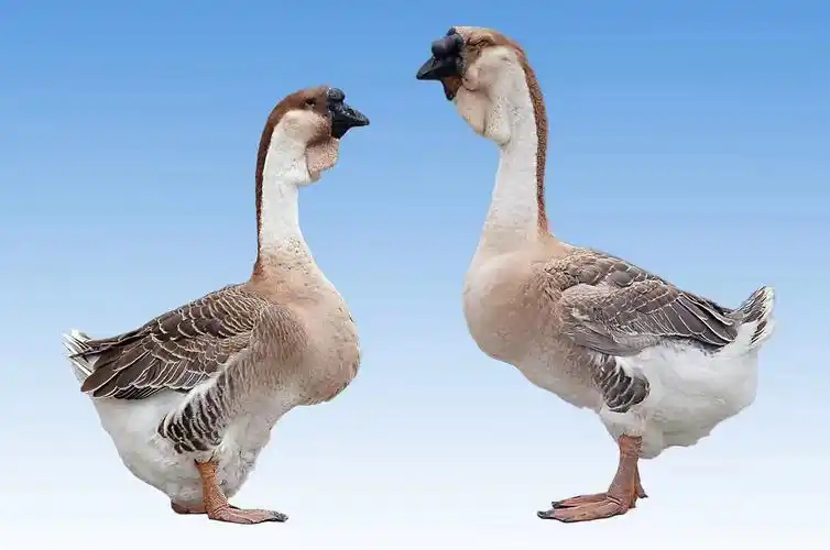 这种鹅在世界上也属于大型鹅,是我国培育的优良品种,虽然外形和我们