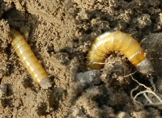 啄木鸟农化大讲堂第九讲:西红柿地下害虫之金针虫!