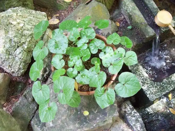 p> a href="#" data-lemmaid="7085328">双叶细辛 /a>,别名:乌金草