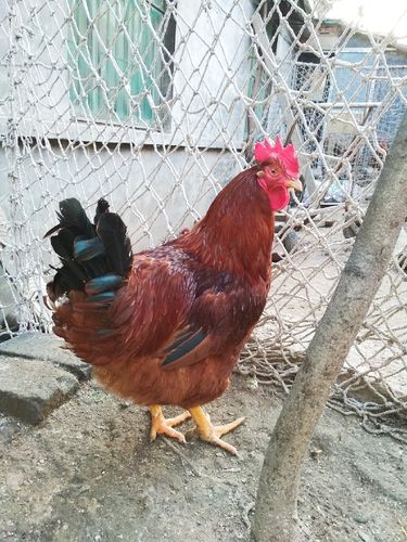 农村自家散养土笨大红红玉公鸡鸡肉新鲜走地整鸡