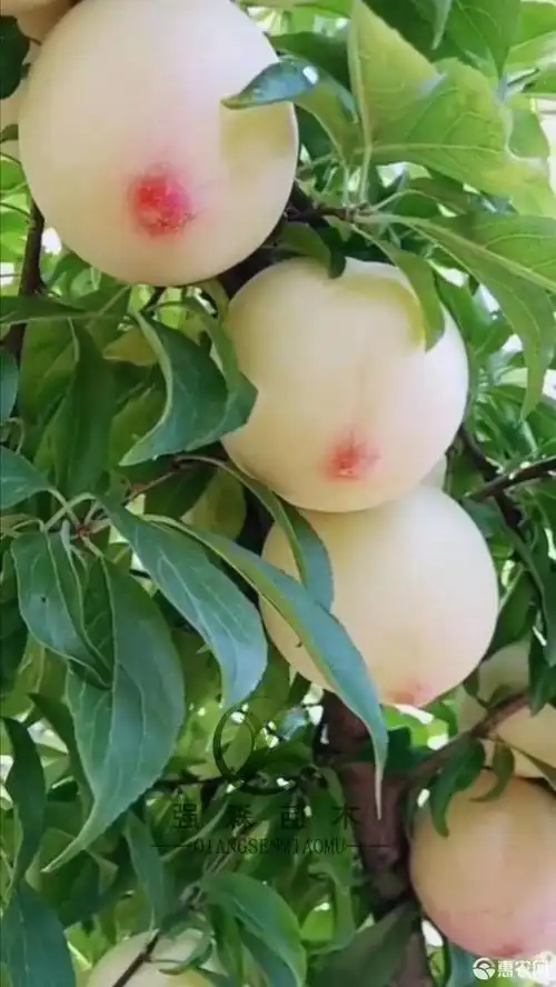 黑宝石李子苗 新品种美人醉李子苗,甜度高,个头大.种植基地直销!