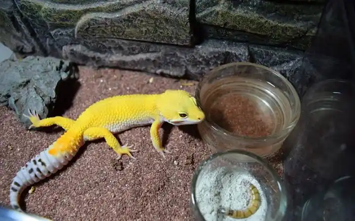 美丽的豹纹守宫 --萝卜与橘白