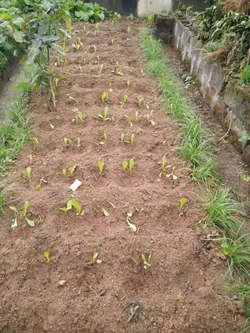 油麦菜刚栽不久