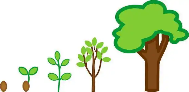 植物生长阶段从种子到成年树的绿冠照片