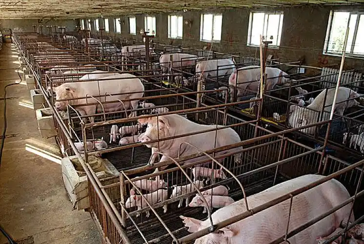 养猪场图片_养猪场高清图片_全景视觉