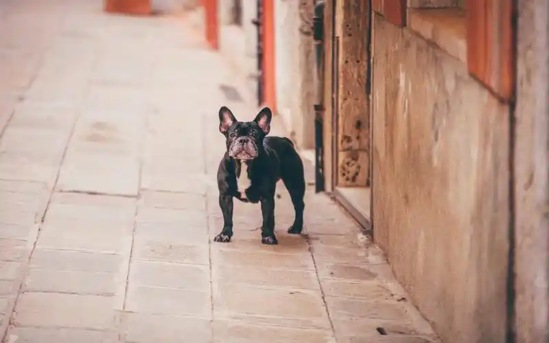 壁纸 法国斗牛犬在户外